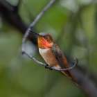 A rufous hummingbird perched looks on. Art Print